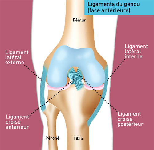 Anatomie du Genou, Ligament croisé antérieur (LCA)